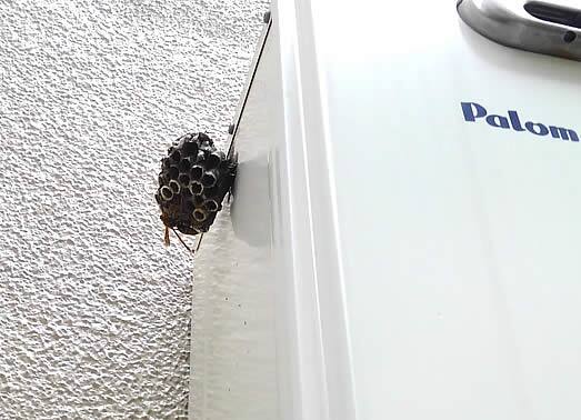 アシナガバチ注意点給湯器